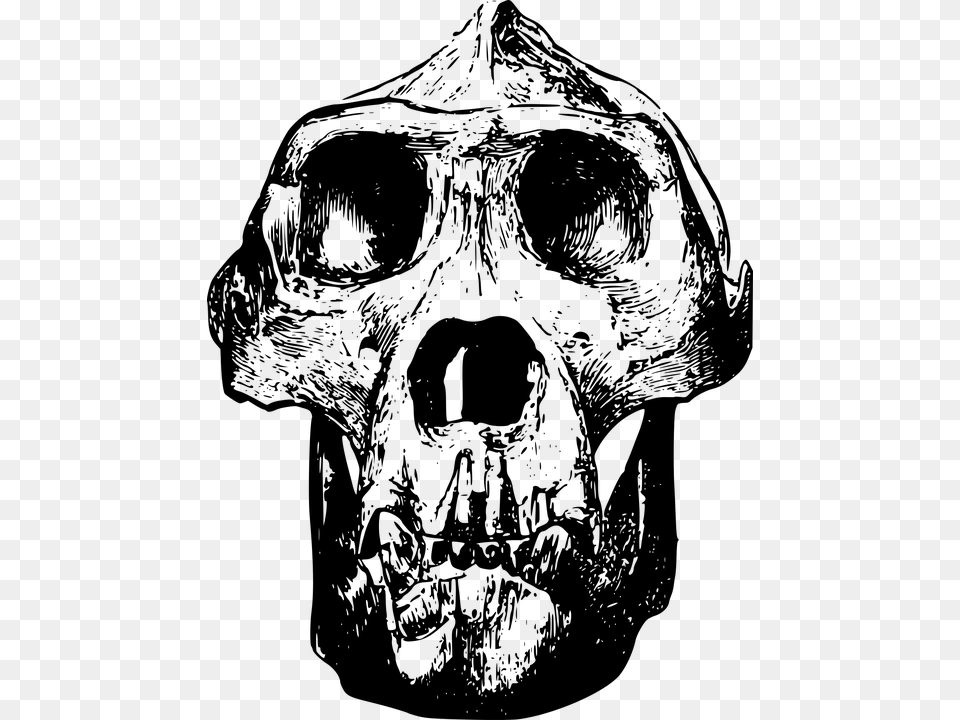 Animal Bone Gorilla Head Mammal Skull Gorilla Skull Clip Art, Gray Free Transparent Png