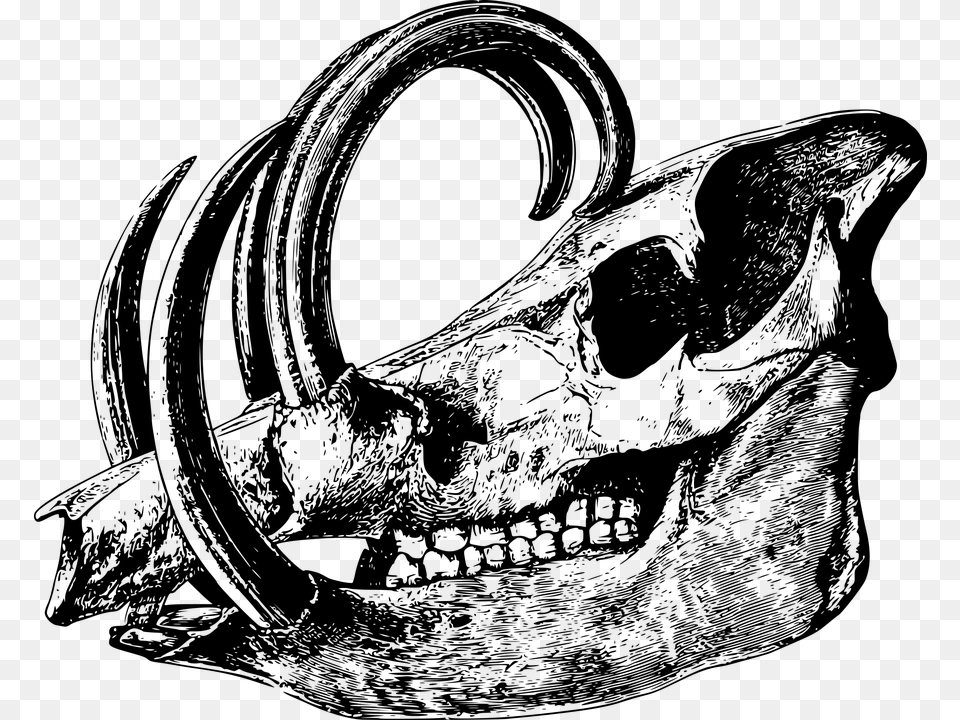 Animal Bone Head Mammal Skeleton Skull Animal Skull Black And White, Gray Free Transparent Png