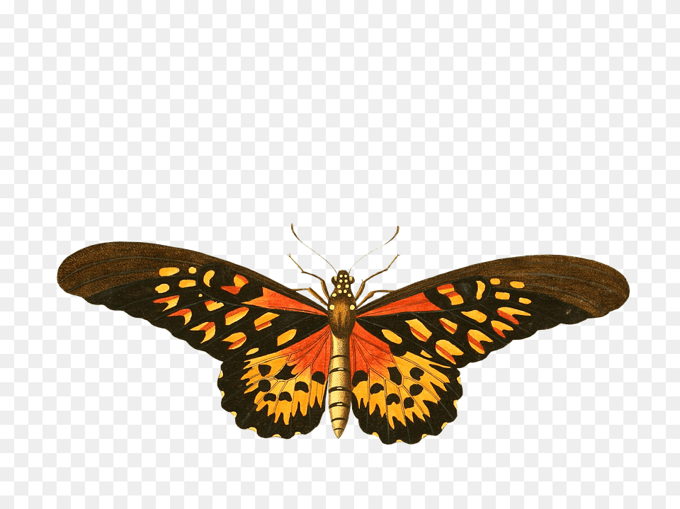 Animal Butterfly Flying Insect Transparent Images Vintage Butterfly Illustration, Invertebrate Png Image