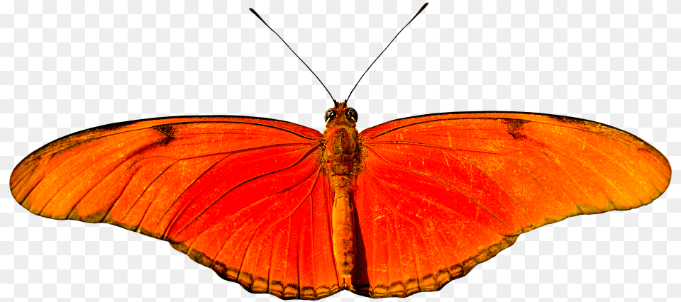 Animal Butterfly Flying Isolated Wing Probe Lycaena, Insect, Invertebrate Free Transparent Png