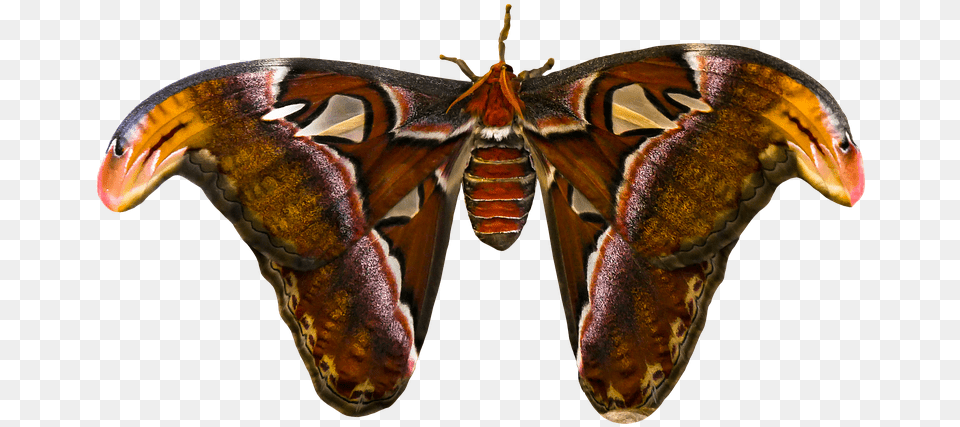 Animal Butterfly Insect Atlas Moth Atlas Butterfly Butterfly, Invertebrate Png
