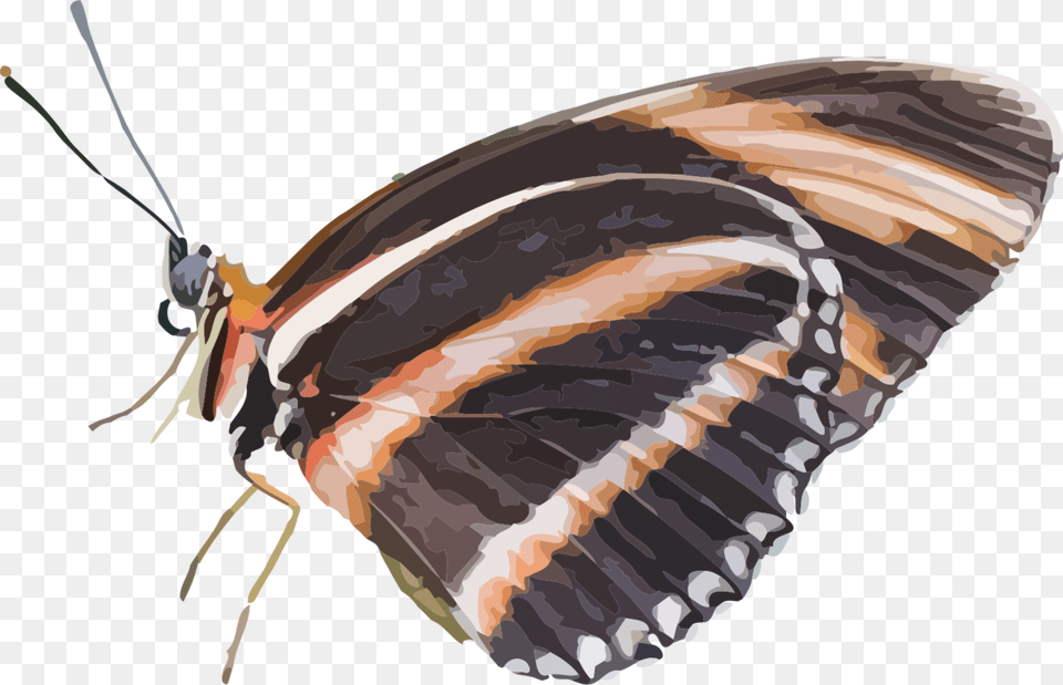 Animal Butterfly Insect Nature Babochka Sidit, Invertebrate, Person Free Png