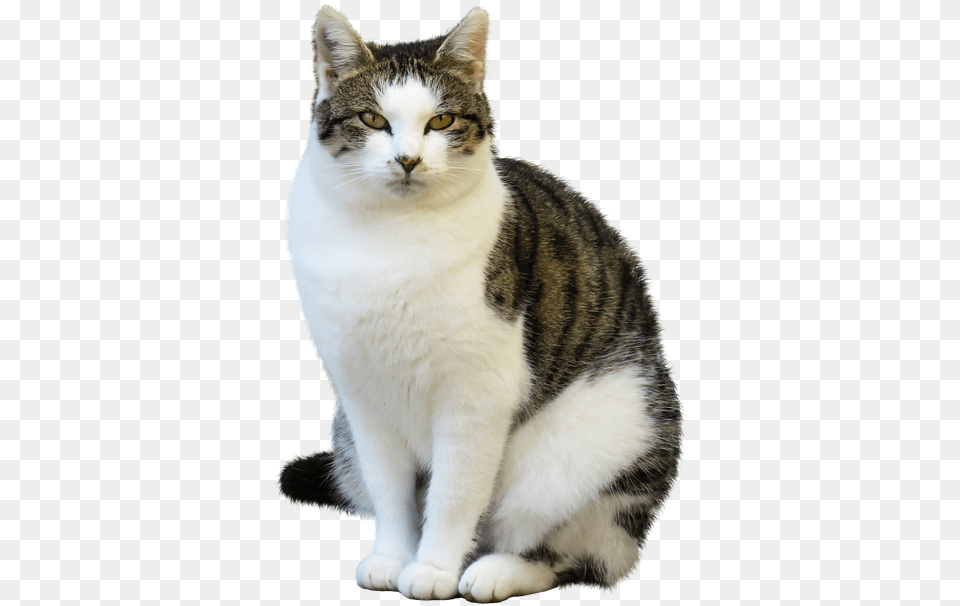 Animal Cat Pet Animals And Its Sound, Mammal, Manx, Abyssinian Free Transparent Png