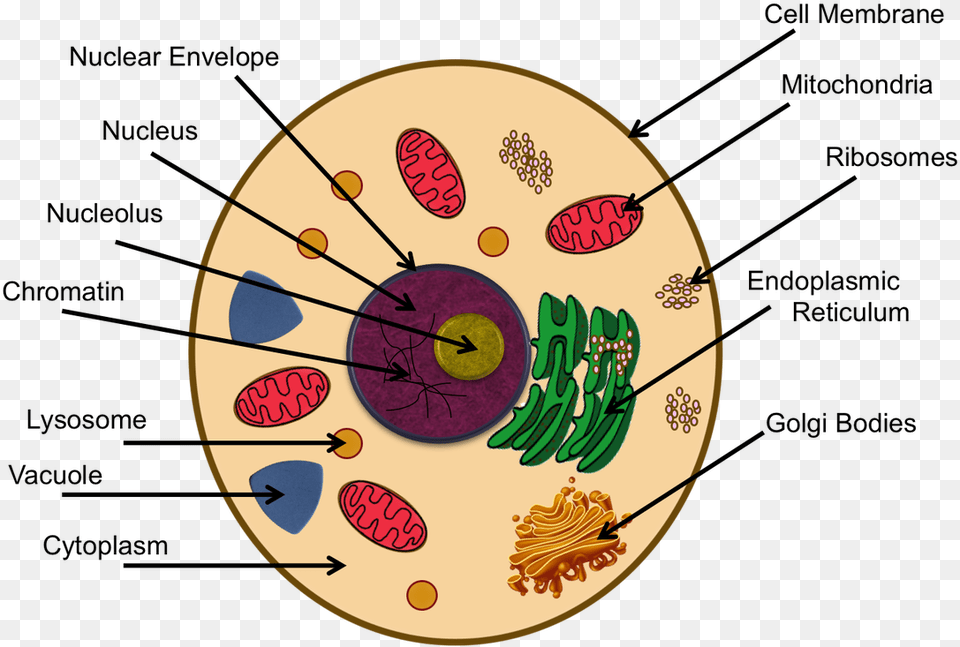 Animal Cell, Disk Free Png Download