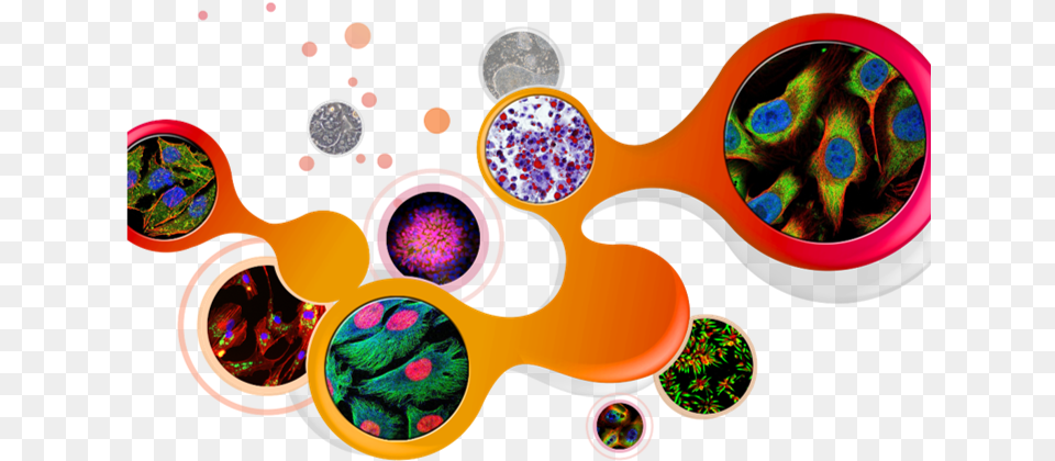 Animal Cell, Accessories Png