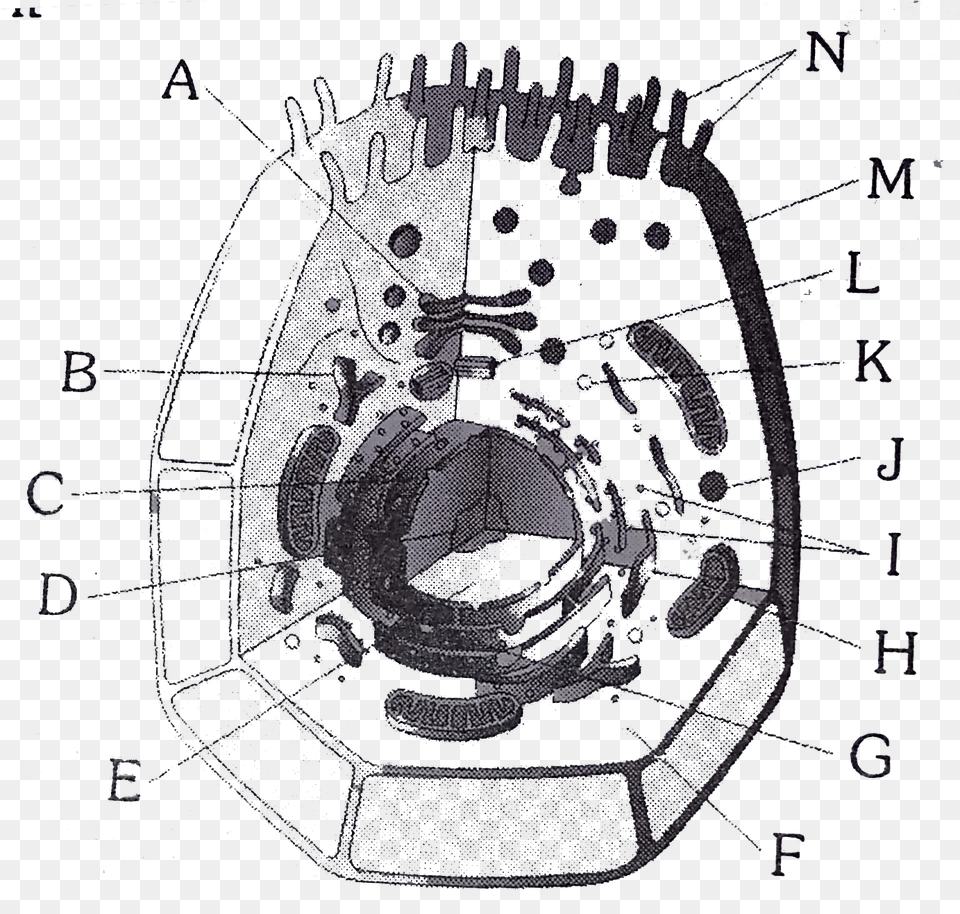 Animal Cell, Cad Diagram, Diagram, Adult, Person Png