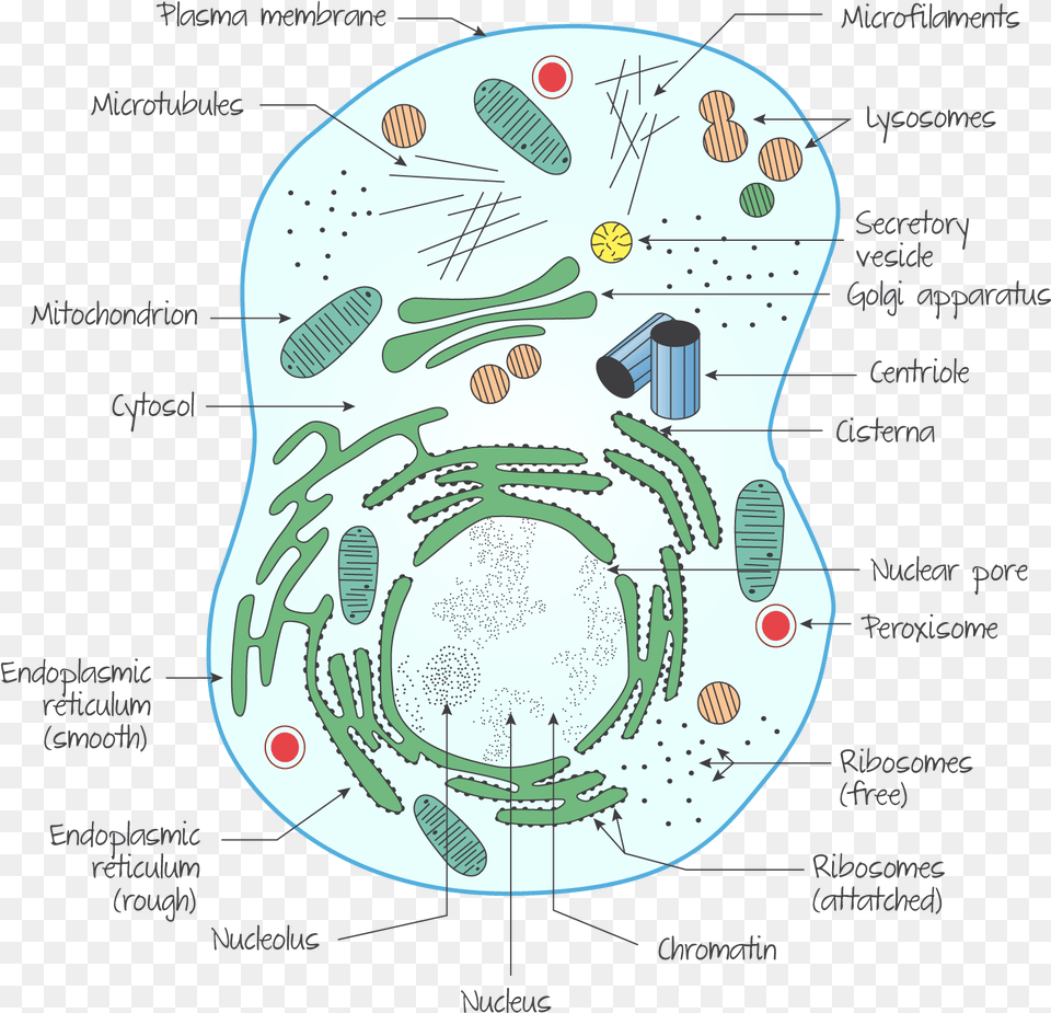 Animal Cell Free Png Download
