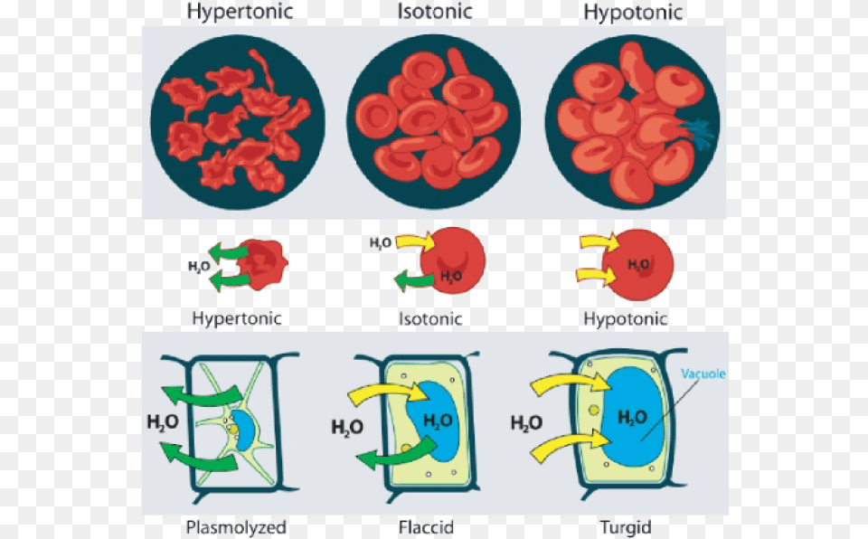 Animal Cell, Person Free Png Download