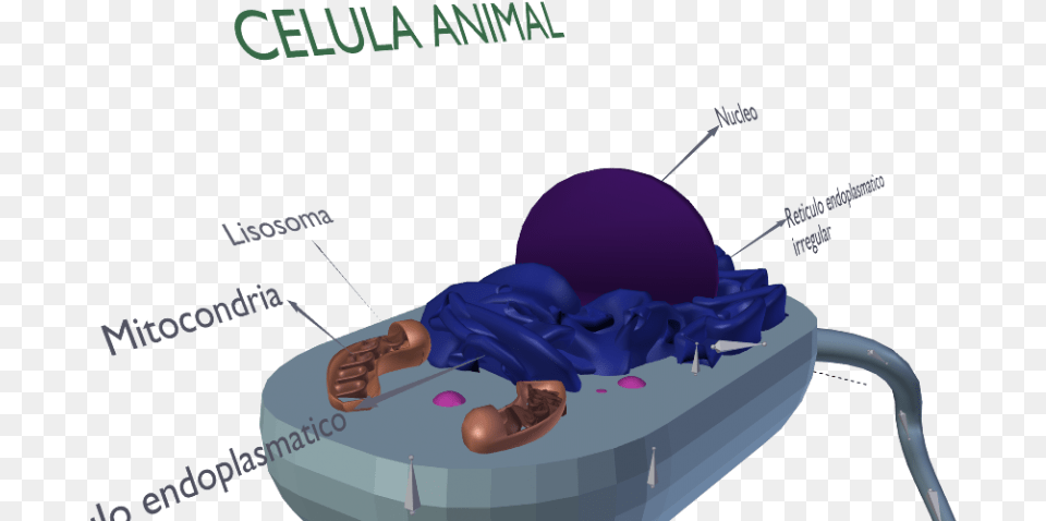 Animal Cell Free Png Download