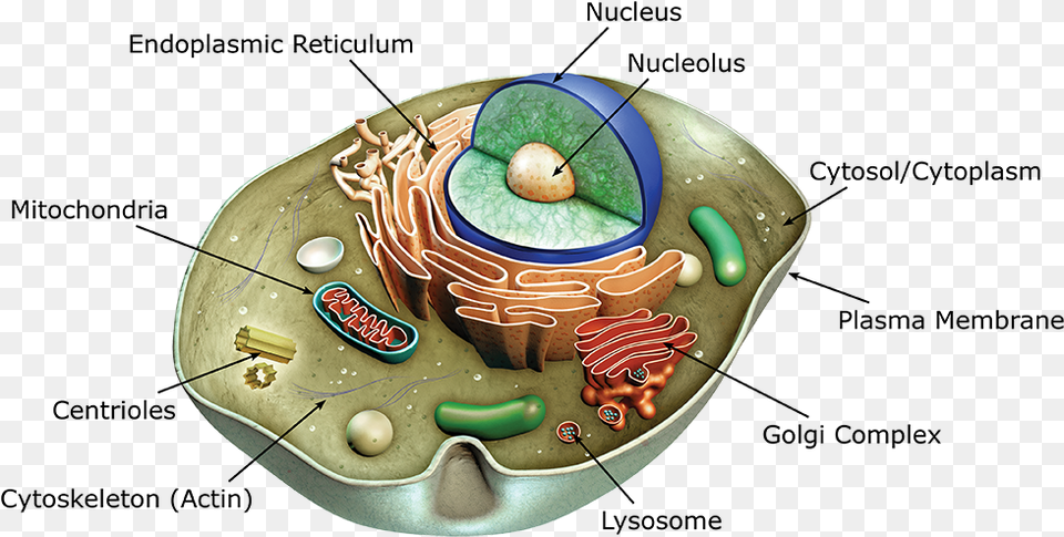 Animal Cell, Apple, Food, Fruit, Plant Free Png