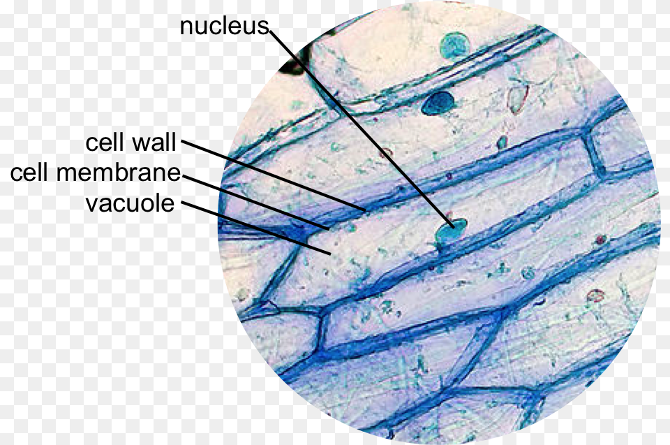 Animal Cell, Sphere Free Png