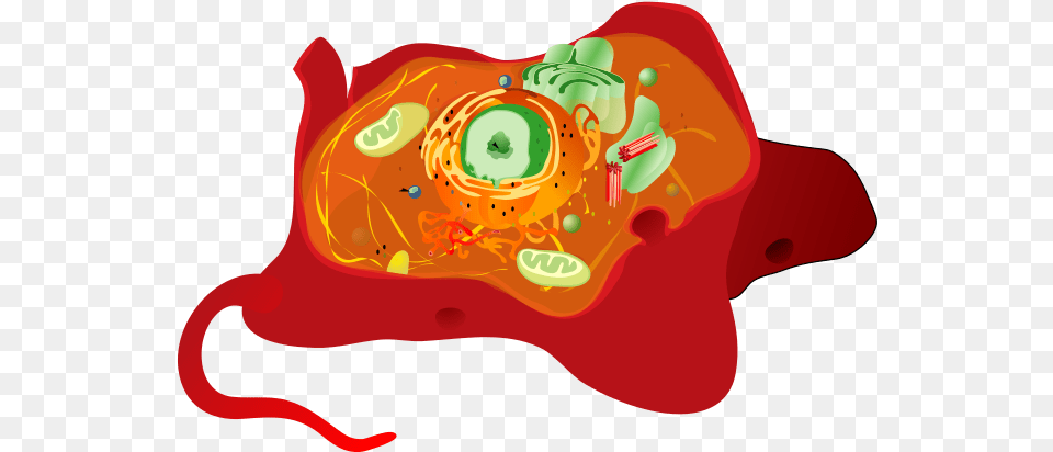 Animal Cell, Art, Graphics, Dynamite, Weapon Free Png