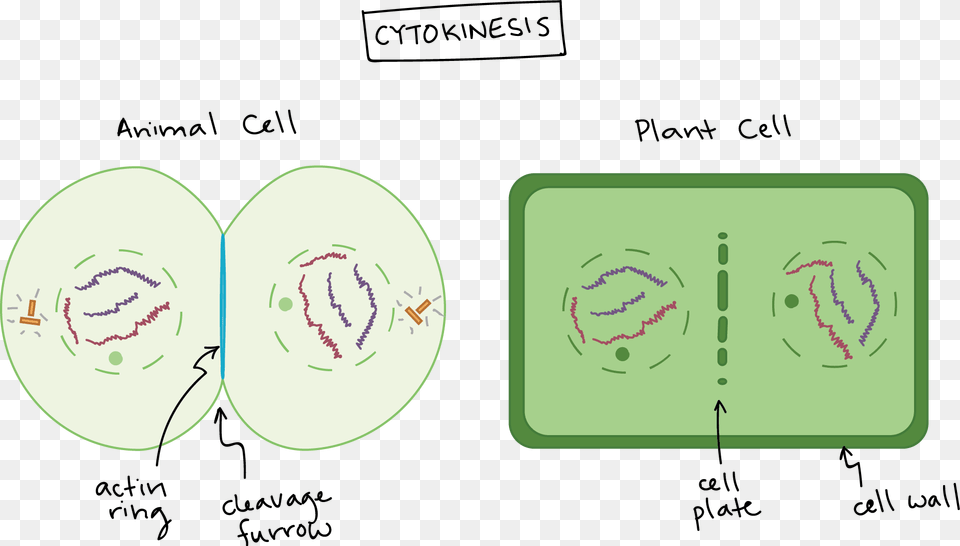 Animal Cell Png Image