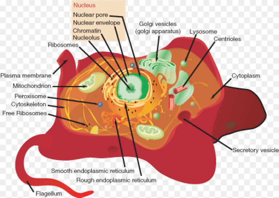 Animal Cell, Dynamite, Weapon Png Image