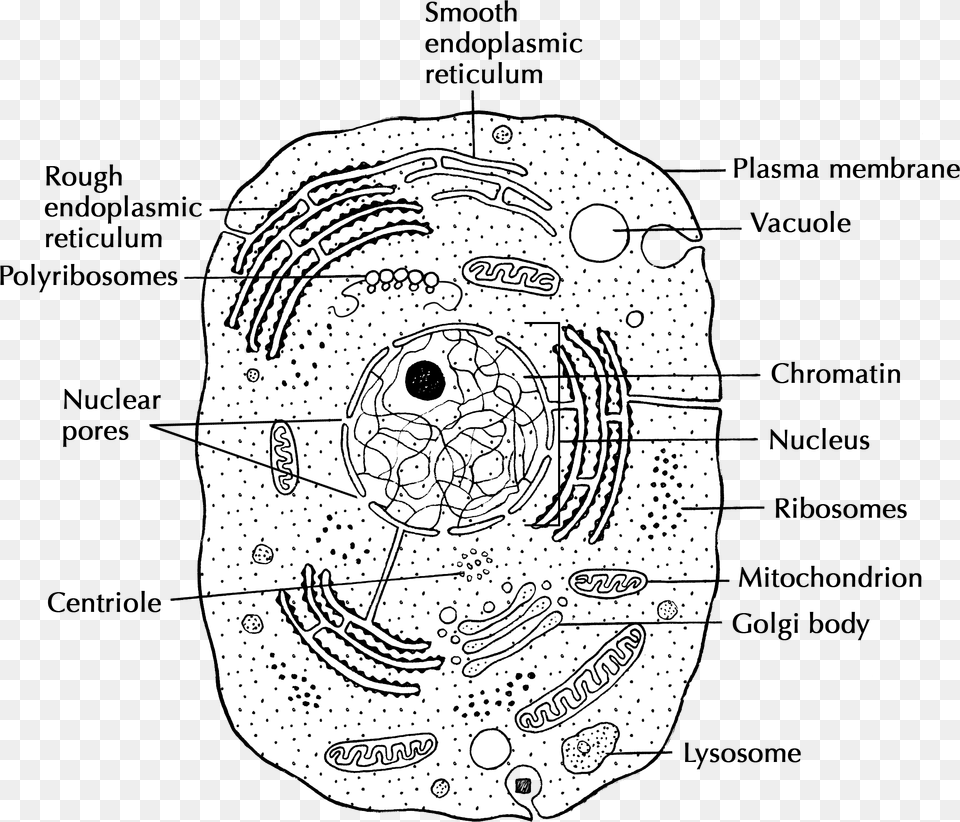 Animal Cell, Face, Head, Person Free Png