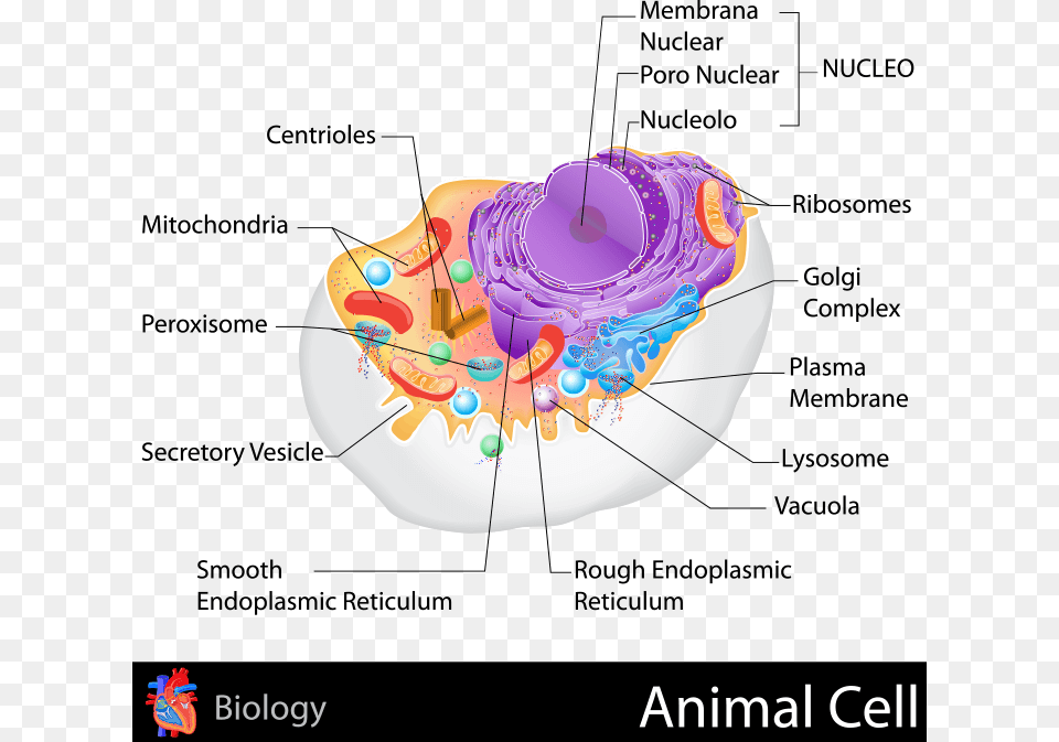 Animal Cell, Accessories, Gemstone, Jewelry Free Png Download