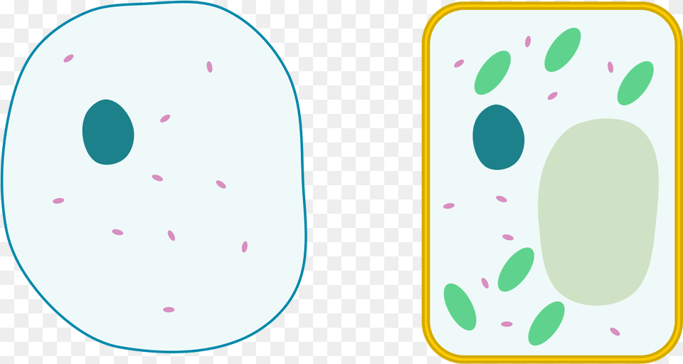 Animal Cell Free Transparent Png