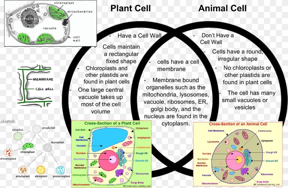 Animal Cell And Plant Cell Venn Diagram Free Png Download