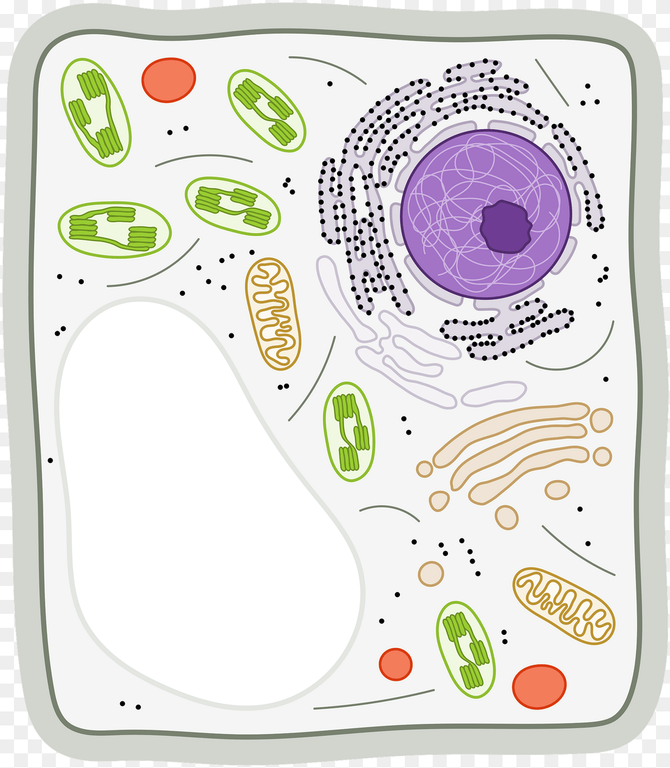 Animal Cell Clipart, Art, Doodle, Drawing Png