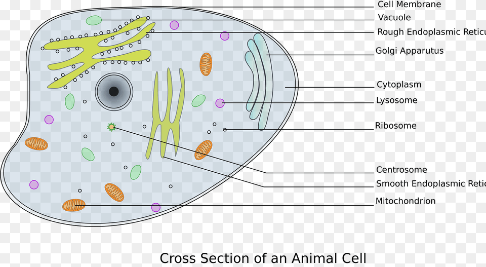 Animal Cell Clipart, Disk, Diagram Png