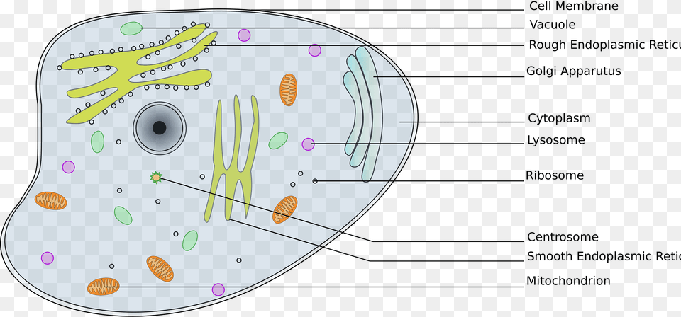 Animal Cell Clipart, Disk Png Image