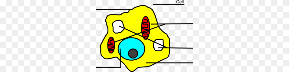 Animal Cell Diagram Unlabeled Basic Animal Cell Diagram Unlabeled Png
