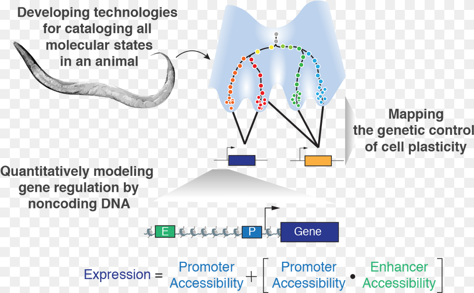 Animal Cell Dna Located Animal Cell Dna Located, Nature, Night, Outdoors, Ct Scan Png