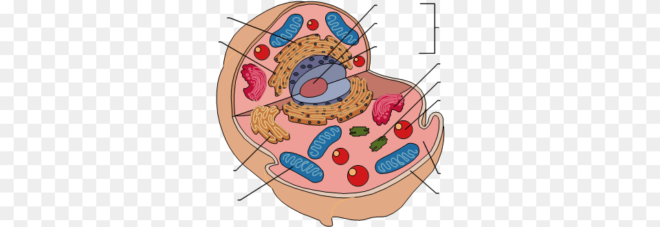 Animal Cell Download Blank Animal Cell Diagram, Baby, Person Png