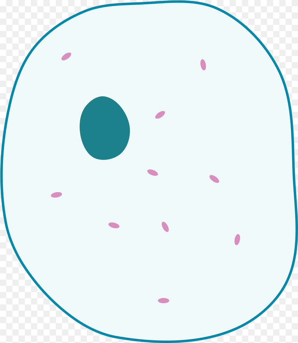 Animal Cell File Simple Diagram Of Simple Animal Cell Unlabelled, Disk, Paper Free Png