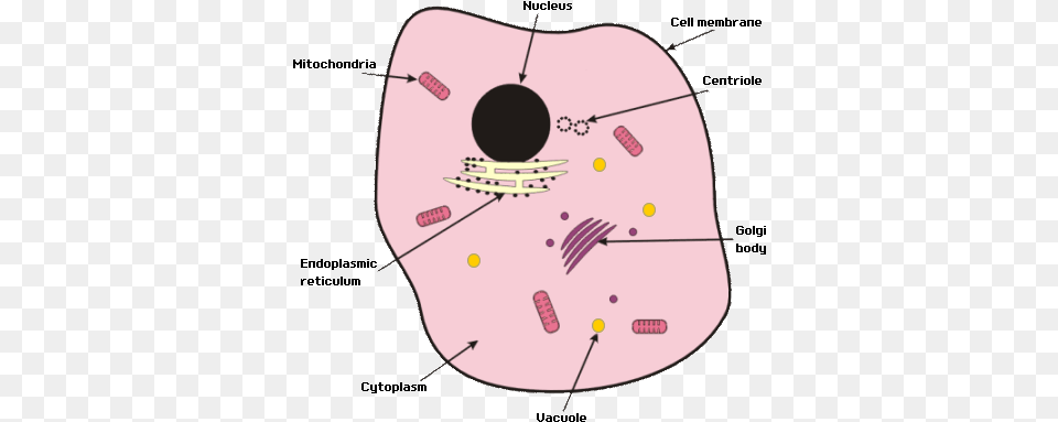 Animal Cell Gcse Biology Animal Cell Free Png