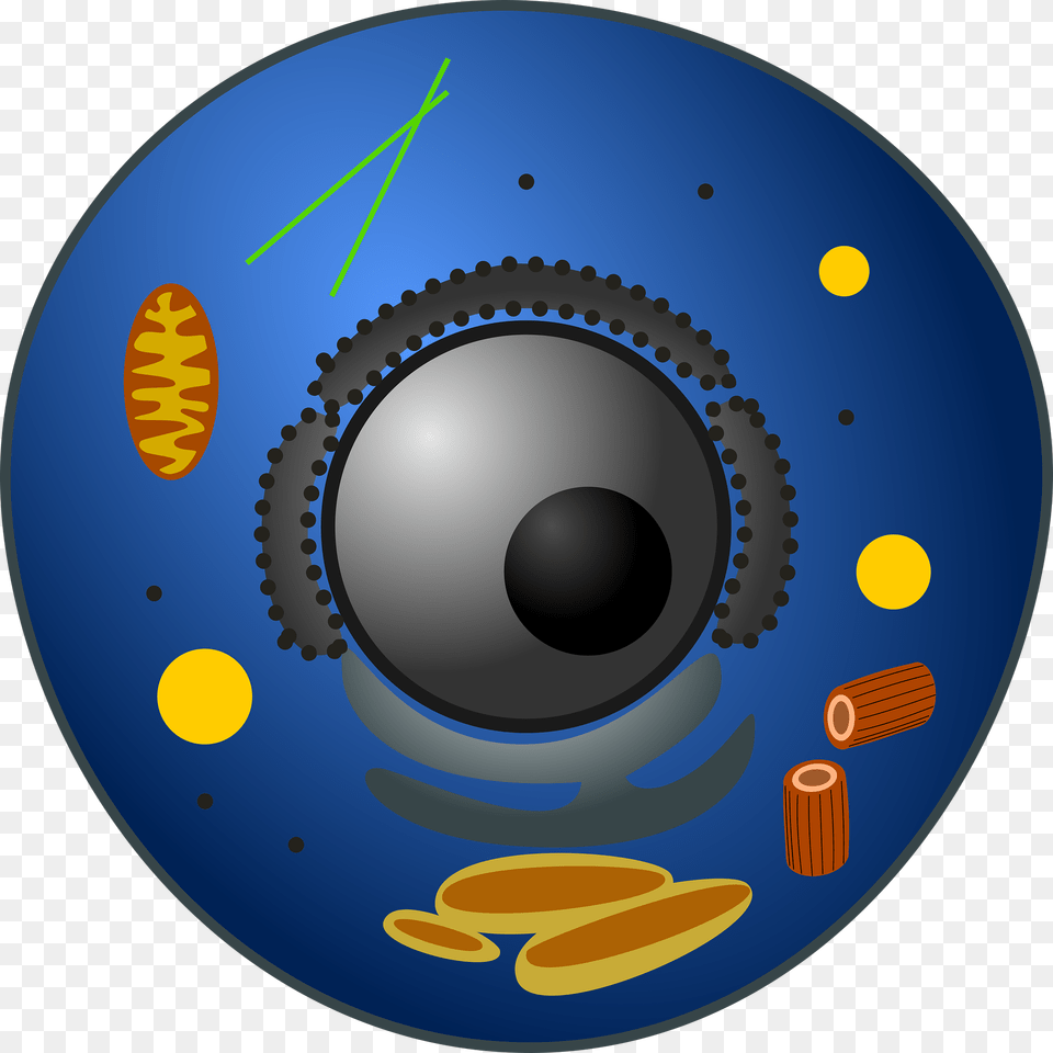 Animal Cell Lysosome In Animal Cell, Disk, Sphere Free Png Download