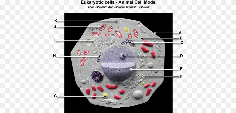 Animal Cell Model Animal Cell Anatomy And Physiology Free Transparent Png