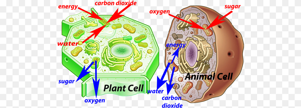 Animal Cell Model Diagram Project Parts Structure Labeled Animal And Plant Cell Hd, Birthday Cake, Cake, Cream, Dessert Png Image
