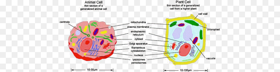 Animal Cell Model Diagram Project Parts Structure Labeled Subcellular Structures In An Animal Cell, Chart, Plot, Food, Ketchup Free Transparent Png