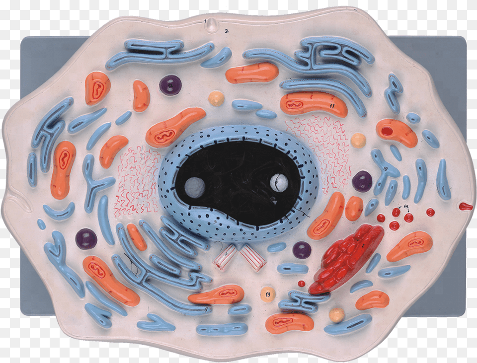 Animal Cell Model For School Teaching, Hot Tub, Tub, Accessories, Gemstone Png Image