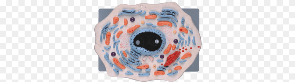 Animal Cell Model For School Teaching Inflatable, Food, Birthday Cake, Cake, Cream Free Png Download