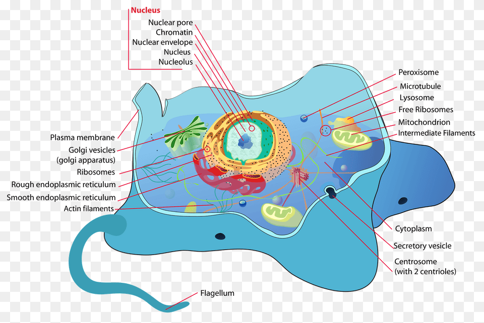Animal Cell Structure Clipart, Outdoors, Nature, Chart, Plot Free Transparent Png