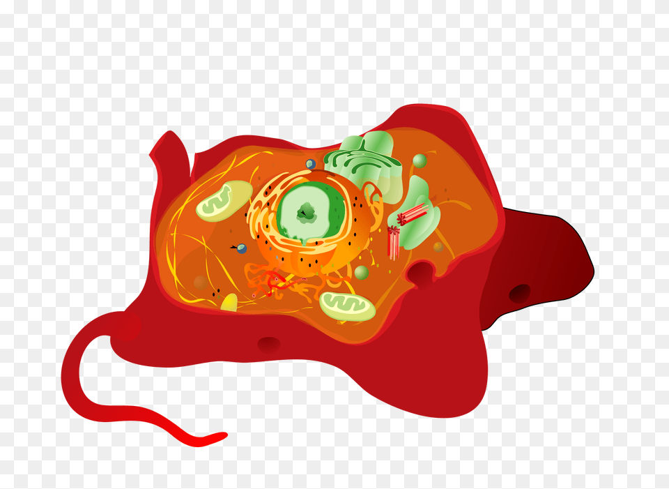 Animal Cell Structure No Text, Art, Fish, Sea Life, Shark Free Png