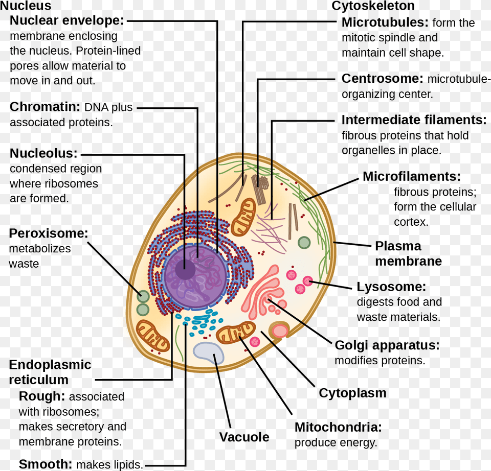 Animal Cells And Structure, Guitar, Musical Instrument, Plectrum Png Image