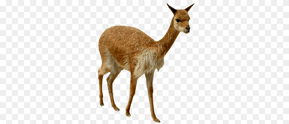 Animal Clip Art, Mammal, Antelope, Wildlife, Llama Png Image