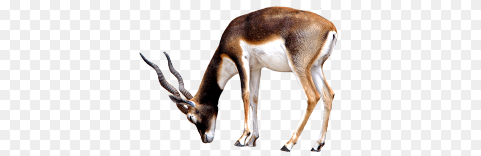 Animal Clip Art, Antelope, Impala, Mammal, Wildlife Free Png