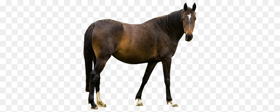 Animal Clip Art, Colt Horse, Horse, Mammal, Stallion Png Image