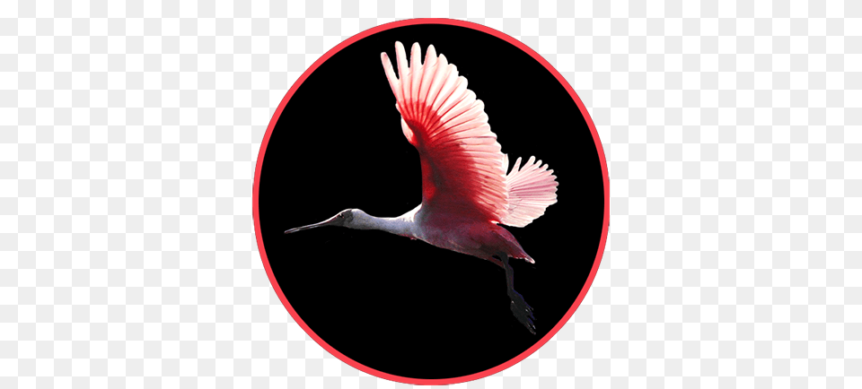 Animal Clip Art, Bird, Crane Bird, Waterfowl, Flying Png
