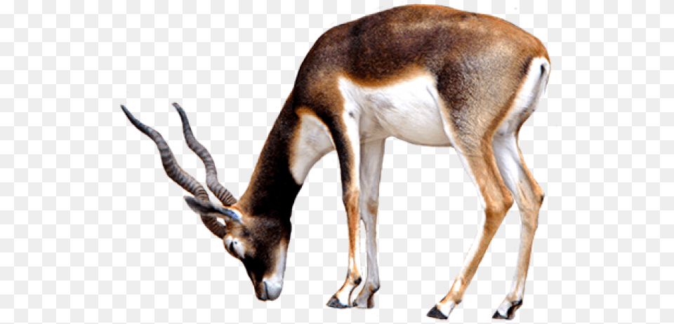Animal Clip Art Antelope Transparent Background, Mammal, Wildlife, Impala, Gazelle Free Png Download