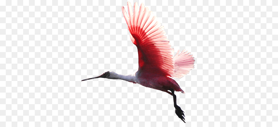 Animal Clip Art Birds Flying Images, Bird, Waterfowl, Crane Bird Png