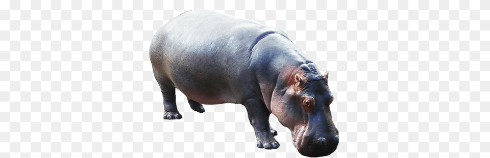Animal Clip Art Hippo Transparent Background, Mammal, Wildlife, Fish, Sea Life Png Image
