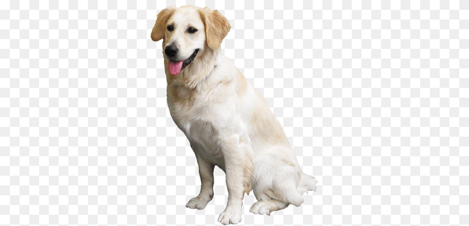 Animal Clip Art Labrador Retriever, Canine, Dog, Golden Retriever, Mammal Free Png Download