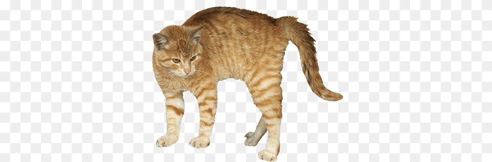 Animal Clip Art Scared Cat Background, Mammal, Manx, Pet Png
