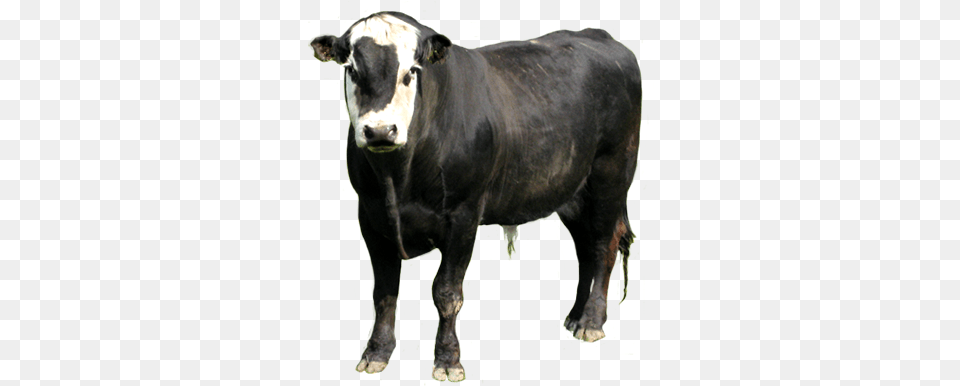 Animal Clip Art Zebu, Bull, Cattle, Cow, Livestock Png Image