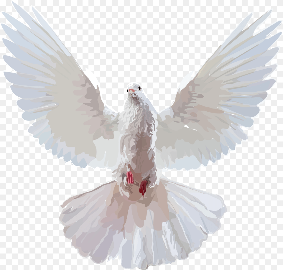 Animal Clipart, Bird, Pigeon, Dove Free Transparent Png